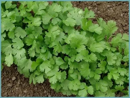 plantare și îngrijire în cilantro câmp deschis, fotografie, reproducerea, soiuri, cum să crească și ceea ce poate fi