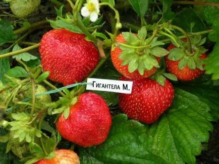 recenzii Strawberry gigantella, descrierea soiului, fotografie, cultivarea semințelor, termenii și schema de plantare