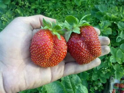 Căpșunile „gigantella“ descrierea soiului, plantare, cultivare și întreținere (foto)