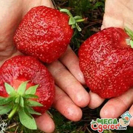 Strawberry gigantella конкретни сортове, отглеждане на разсад и съвети за грижа