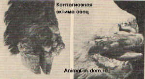 ecthyma Contagios de ovine, tratamentul animalelor domestice