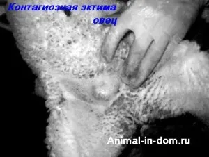 ecthyma Contagios de ovine, tratamentul animalelor domestice