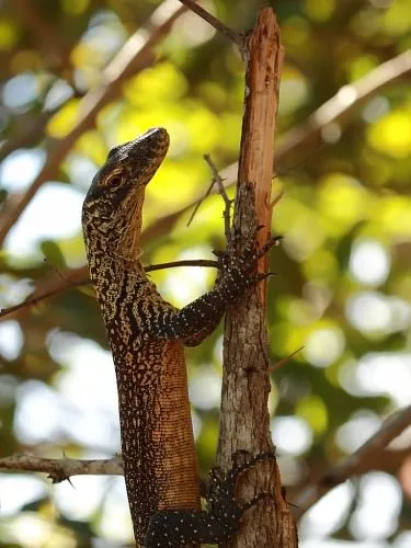 monitor Komodo, sau Komodo dragon (lat