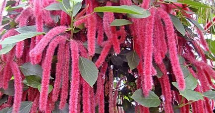 Plantele de interior Acalypha - ingrijire la domiciliu