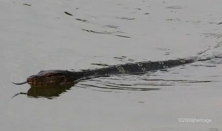 monitor Komodo, sau Komodo dragon (lat