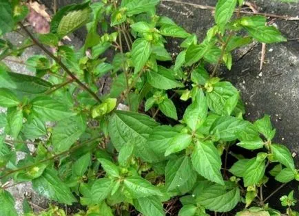 Plantele de interior Acalypha - ingrijire la domiciliu