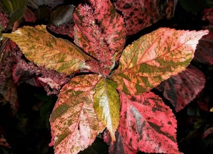 Plantele de interior Acalypha - ingrijire la domiciliu