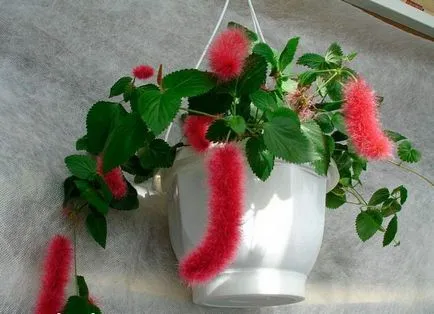 Plantele de interior Acalypha - ingrijire la domiciliu