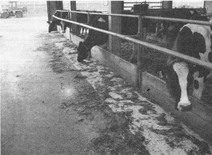 Controlul utilității vaci de hrănire