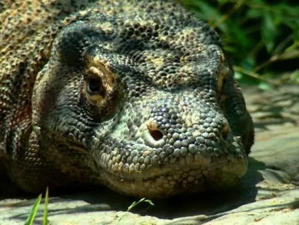 monitor Komodo, sau Komodo dragon (lat