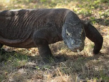 monitor Komodo, sau Komodo dragon (lat