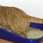 Cat rágás körmök körül a macskát