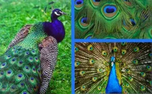 Costum Peacock pentru fete