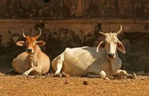 A tehén - a szent állat Indiában - az indiai társalgó
