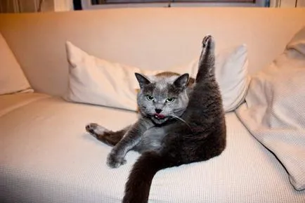 gimnastică de pisică, pe care ea și de ce