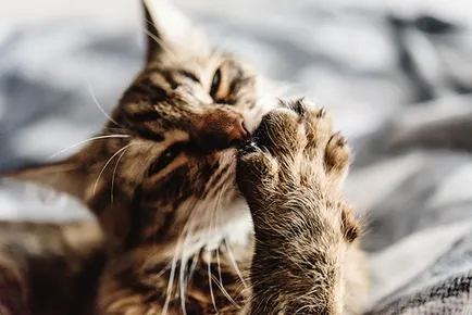 Cat rágás körmök körül a macskát