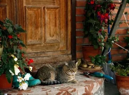 Котка в страната, влезе в градината!