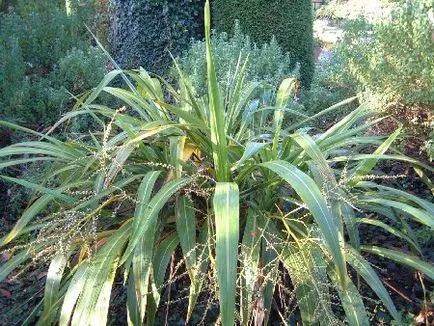 Kordilina - tipuri de îngrijire, dificultăți potențiale, Greenhome