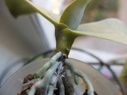 Root sau Spike iubitorii de club de orhidee