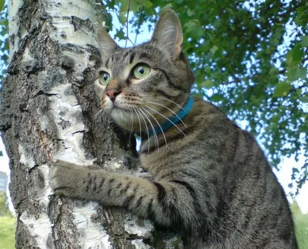 Kotomatritsa - poze cu animale și distracție