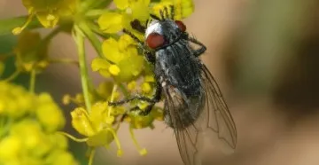 Scurtă descriere și modul de viață de insecte numite zbura