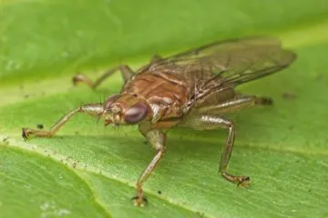 Rövid leírás és életmód a rovarok úgynevezett fly