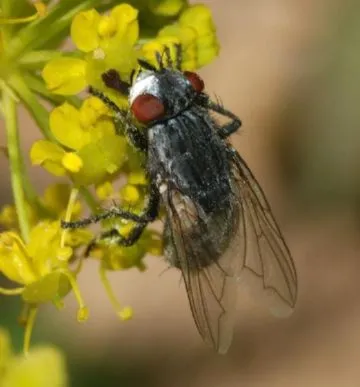 Scurtă descriere și modul de viață de insecte numite zbura