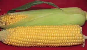 Corn hasznos tulajdonságai