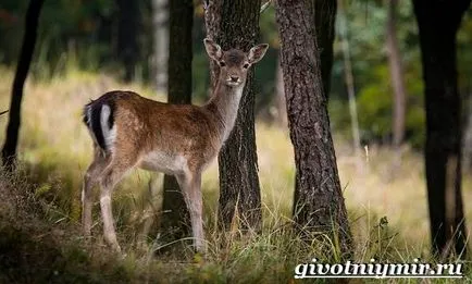 Lan животно