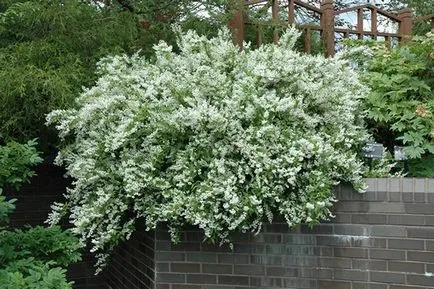 Храст Deutzia (41 снимки) елегантен, груба, розово, Амур, beleyshaya, озеленяване, грижа на открито