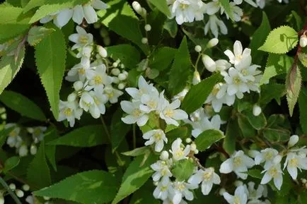 Храст Deutzia (41 снимки) елегантен, груба, розово, Амур, beleyshaya, озеленяване, грижа на открито