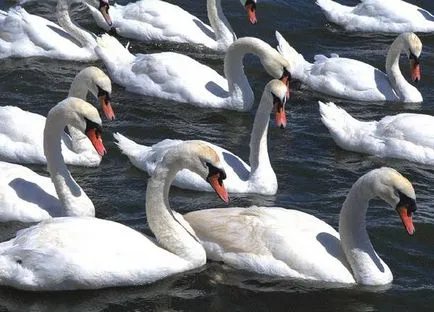 Néma hattyú, bütykös hattyú (Cygnus olor), a mezei jelek területi jellegű hattyúk tartózkodás idejének