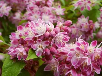 Храст Deutzia (41 снимки) елегантен, груба, розово, Амур, beleyshaya, озеленяване, грижа на открито