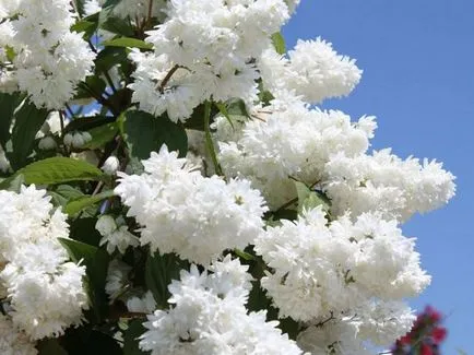 Cserje Deutzia (41 fotó) Elegáns, durva, rózsaszín, Amur, beleyshaya, ültetés, gondozás a nyílt