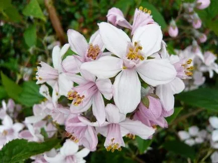 Храст Deutzia (41 снимки) елегантен, груба, розово, Амур, beleyshaya, озеленяване, грижа на открито