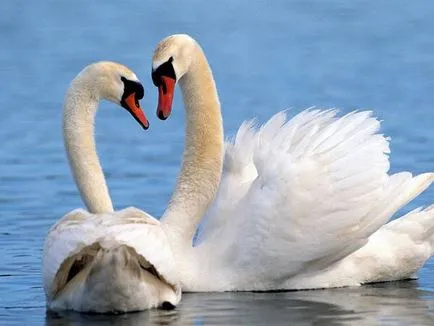 Néma hattyú, bütykös hattyú (Cygnus olor), a mezei jelek területi jellegű hattyúk tartózkodás idejének