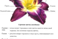 Daylilies в озеленена градина (видео)