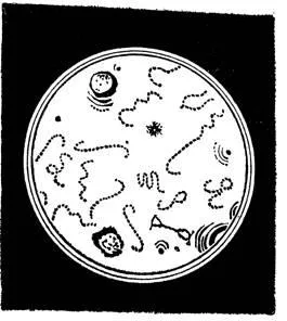 Leptospira - микробиология с техниката на микробиологични изследвания