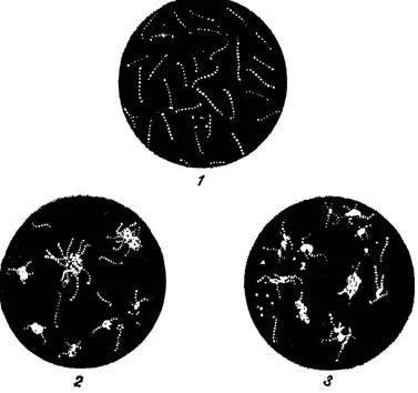 Leptospira - microbiologie cu tehnica testelor microbiologice