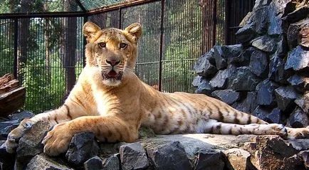 Liger (Liger) - cea mai mare felina din lume - Ghid de călătorie - lumea este frumoasă!