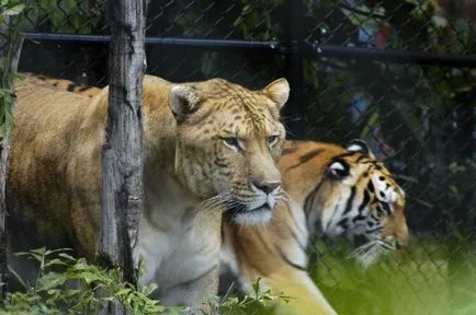 Liger (Liger) - cea mai mare felina din lume - Ghid de călătorie - lumea este frumoasă!