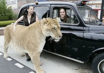 Liger (Liger) - cea mai mare felina din lume - Ghid de călătorie - lumea este frumoasă!