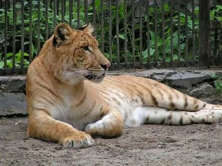 Liger (Liger) - cea mai mare felina din lume - Ghid de călătorie - lumea este frumoasă!