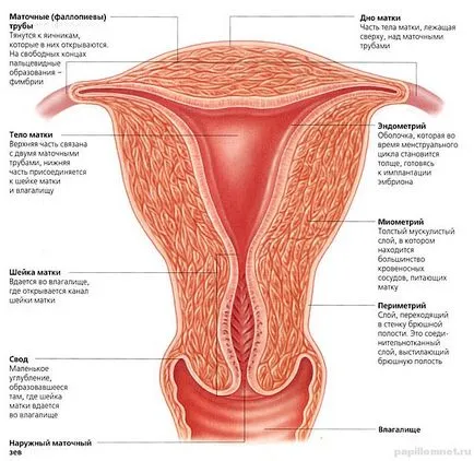Tratamentul de polipi endometriali