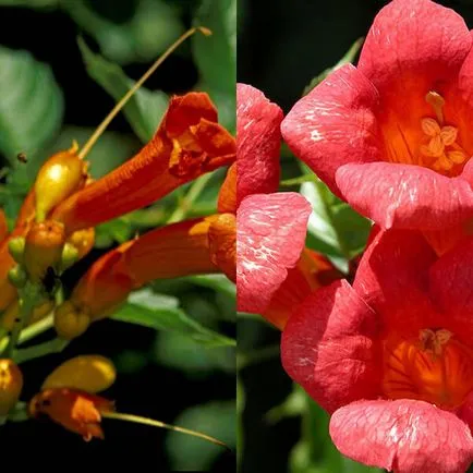 Liana Kampis borostyán virágok a fotó, termesztés, szaporítás és a gondozás