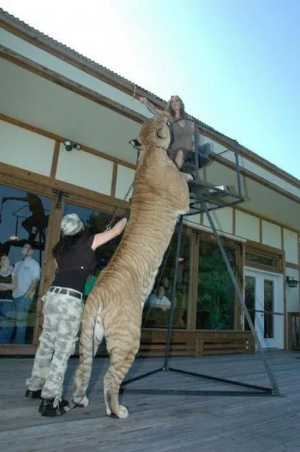 Liger (Liger) - cea mai mare felina din lume - Ghid de călătorie - lumea este frumoasă!