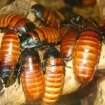 Madagascar șuierând gigant gândac, hrănire și reproducere în terariu