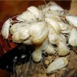 Мадагаскар съскане хлебарка гигант, хранене и размножаване в терариума