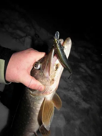 Pike de pescuit pe timp de noapte filare