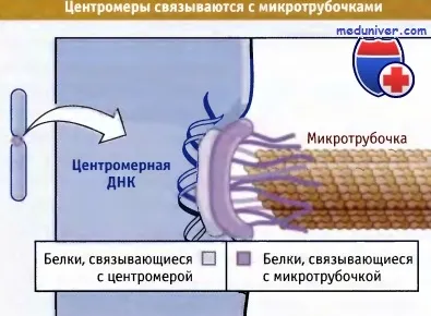 Локализация и функция на центромери хромозоми